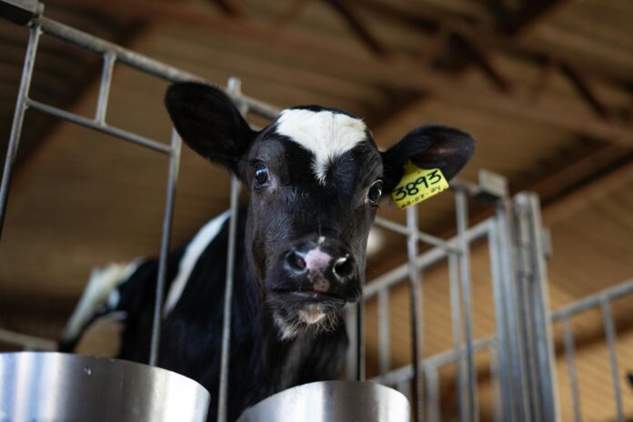 Los laboratorios veterinarios regionales del Departamento de Agricultura indican un aumento de patas negras en el ganado vacuno